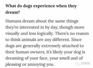 狗狗睡觉都会梦见什么 这个答案是你一辈子都不会想到的