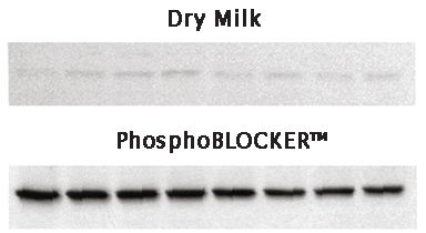 cell biolabs 官网, Cell Biolabs是生命科学研究的先驱。 cell biolabs 官网, Cell Biolabs是生命科学研究的先驱。 词条