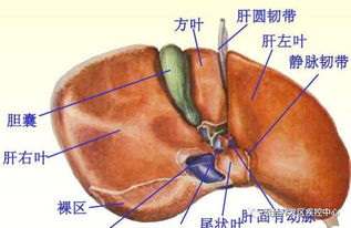 心 肝 脾 肺 肾五脏虚不虚,通过体貌特征全知道