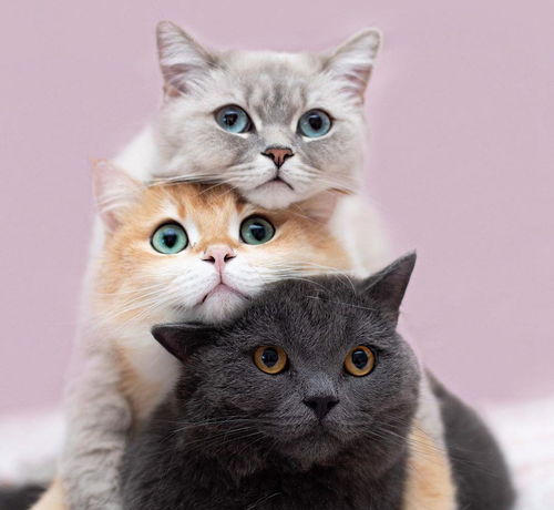 真实版叠叠猫猫,三只花容月貌的喵星人哪只是你的最爱