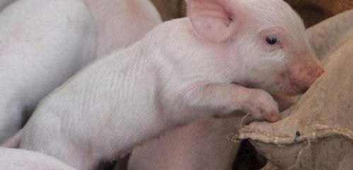 在农村,养猪喂玉米为什么长得慢 怎么用玉米喂猪 原来有这讲究