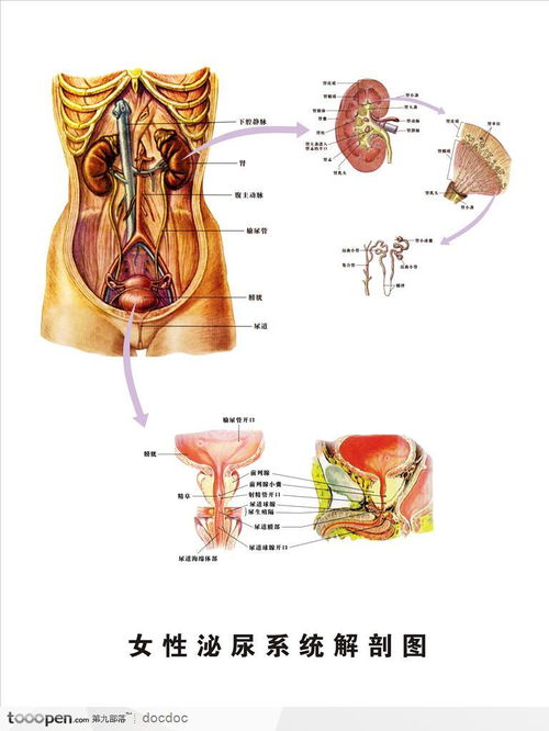 女性解剖图片大全图片 搜狗图片搜索