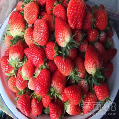 草莓什么时候种植最好,草莓苗什么时间种最合适