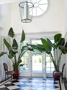 室内寓意好的绿植,室内风水最适合摆放什么植物