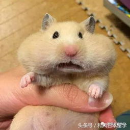 全日本最丑仓鼠选拔,你还要养仓鼠吗 