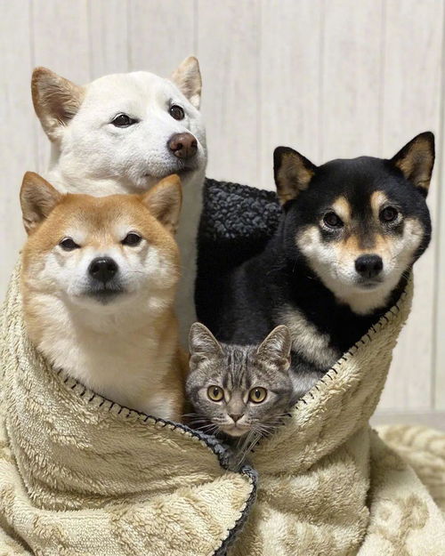 当有三只柴柴的大户人家又养了一只猫后...这到底是四只猫还是四只狗