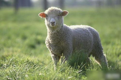 80岁高僧预言 属羊人的后半生 羊羊得亿 特指67年的女羊