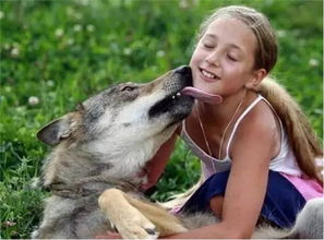 俄罗斯9岁女孩收养狼做宠物,陪伴十年,走过一生