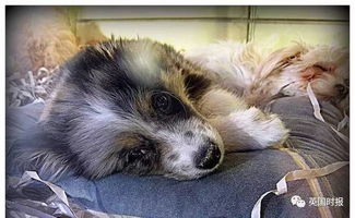 打击非法养殖 宠物商店禁止销售非救援来的狗狗 