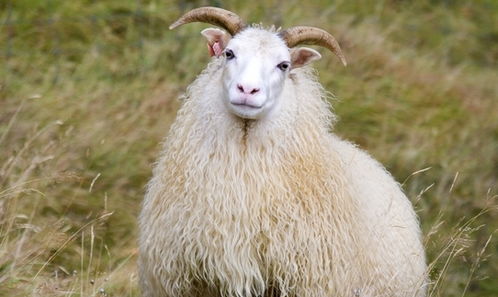 命中注定 富贵羊 特别是1967年出生的,怎一个准了得