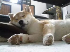 为什么狗狗睡觉会打呼噜 小问题不警惕,当心引发大毛病