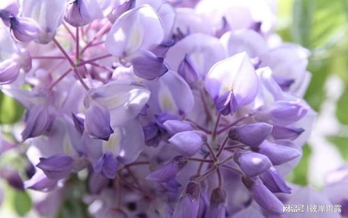 白色紫藤花花语是什么,白色的紫藤花是象征性的