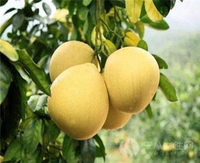 柚子是什么季节的水果,白心柚什么季节成熟？