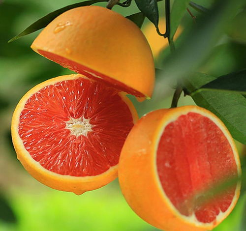 橙子中的 贵族 血橙一般多少钱一斤 和普通橙子有什么区别