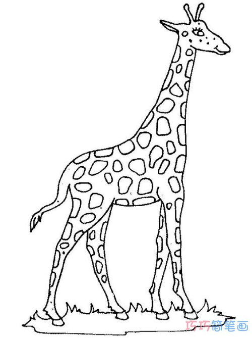 长颈鹿的脚简笔画图片