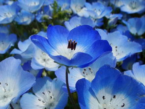 nemophila,The Beauy of emophila