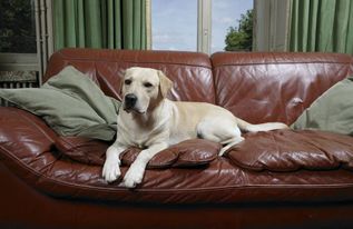 家有狗狗 装修是沙发该如何选