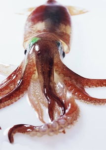 鱿鱼照片,令人惊异的乌贼图像:揭开海洋之谜