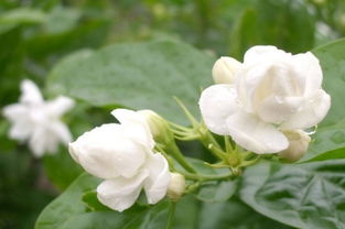 黄木香花和茉莉花的区别,外形与科属不同 