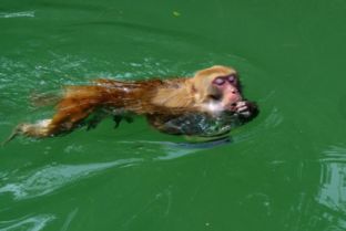 水猴是什么