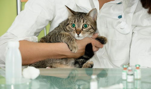 猫咪的 难言之隐 猫膀胱炎的危害这么严重,我们该如何认识