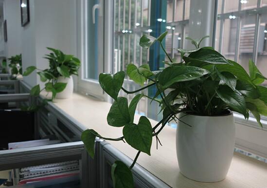 搬办公室适合放什么样风水的绿植,办公桌养什么绿植风水好 绿萝财源广进？