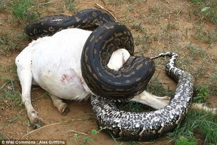 疑大蛇是吞牛凶手将其打死,解剖竟发现上百枚蛇蛋
