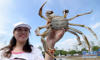 阳澄湖大闸蟹冷知识