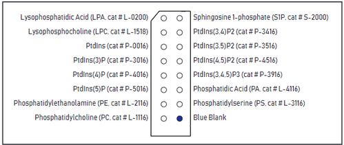 cell biolabs 官网, Cell Biolabs是生命科学研究的先驱。 cell biolabs 官网, Cell Biolabs是生命科学研究的先驱。 词条