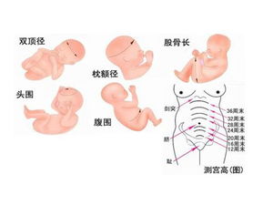 34周胎儿双顶径标准(股骨长的平均值)