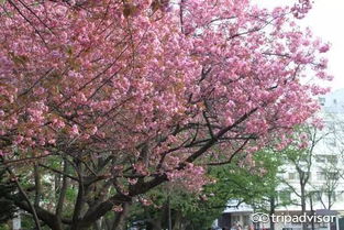 樱花季最强攻略 19个日本樱花最佳观赏地,保证你今年一定看得到 