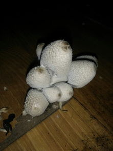 家里种蘑菇的危害 家里长蘑菇是吉是凶