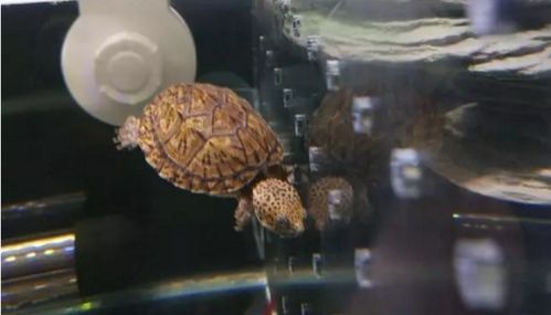 什么乌龟可以长时间在深水里养的 