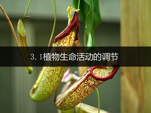 3.1植物生命活动的调节 第1课时 