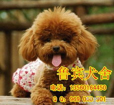 【广州哪里有卖贵宾犬小型犬贵宾犬多少钱】-广州黄页88网