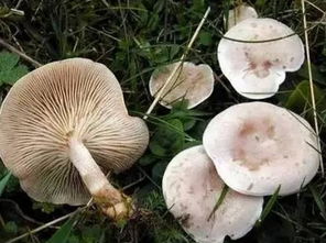 这是什么蘑菇,有毒吗