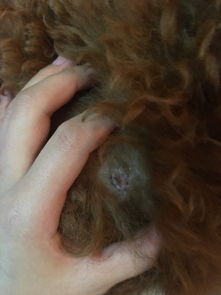 狗狗身上有痂 抠掉连毛也跟着一起掉 是不是皮肤病 这种症状真菌引 