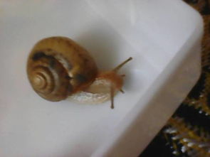 给我的蜗牛起名字不知起什么
