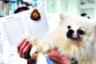 佛山将立法规范养犬 有市民建议设立狗主扣分制 