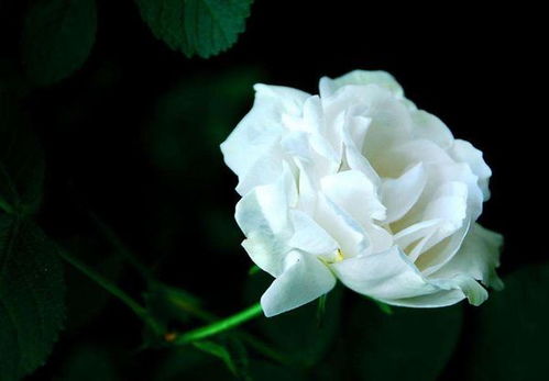 f4945b93820651ad? - 白色的玫瑰代表什么含义,“白色玫瑰代表什么含义？”：永恒的爱与纯洁无暇的情感