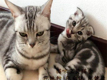 图 出售纯家养高品质纯种名猫虎斑猫保纯保健康 丹东宠物猫 丹东列表网 