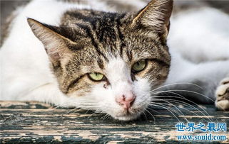 黄油猫悖论的两种解释,用来反驳墨菲定律 