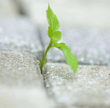 孕妇做梦梦到好多鲜花与好多根鞋带 