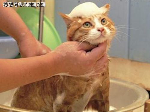 用醋给猫洗澡的作用,用醋水给猫洗澡