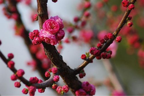 西安上榜十大爱赏花城市,你拍过那些叫不上名字的花全在这里