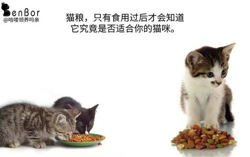 为什么有些猫吃了毒猫粮也没事 铲屎官对 毒猫粮 的认知误区