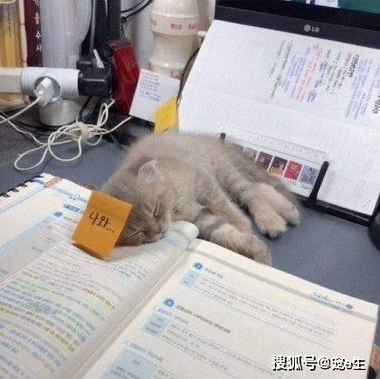 老师,我的作业被猫撕了 老师 我不信,把猫带来