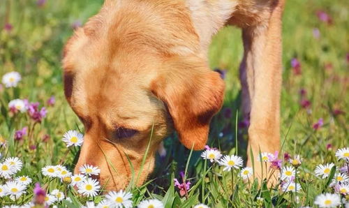 狗狗过敏的症状有哪些 这七种宠物常见过敏源你应该知道