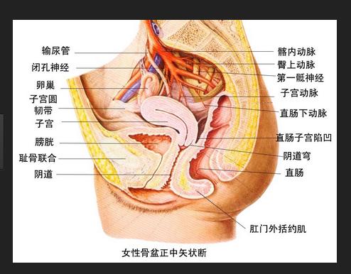 肝门结构图及名称图片