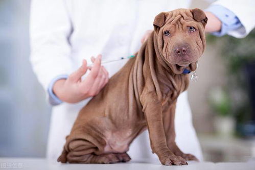 怎么回事 狗狗打疫苗的部位,被毛不仅褪色还掉毛